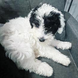 Glacier - White female Sheepadoodle puppy in Spokane, Washington from Downriver Doodles