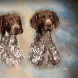 German Shorthaired Pointer All Grown Up from Windward German Shorthaired Pointers