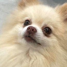 Petrie - Pomeranian