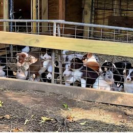 Border Collie Puppies from BC Dogs at the Rodgers