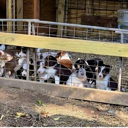 Border Collie Puppies from BC Dogs at the Rodgers