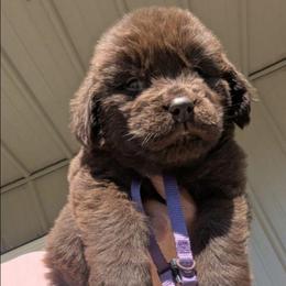 Brown Newfoundland Female 2 PURPLE PINK - Brown female Newfoundland puppy in Burfordville, Missouri from Umfleet Farms