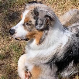 Australian Shepherds from Controlled Chaos Aussies