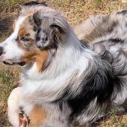 Australian Shepherds from Controlled Chaos Aussies