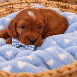 Cobbler - Red male Cavapoo puppy in Fordland, Missouri from K&K's Puppy Kingdom