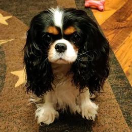 Lexi - Cavalier King Charles Spaniel