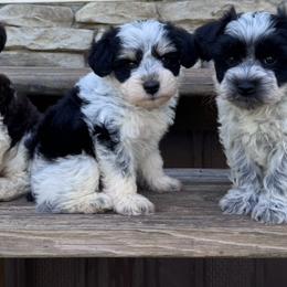 Green boy - Parti male Miniature Schnauzer puppy in Albany, Louisiana from Kimberly's Schnauzers
