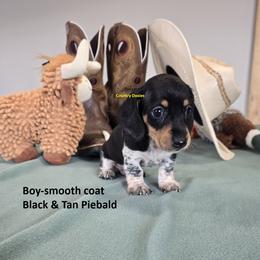 Smooth Pi - Piebald male Dachshund puppy in Cedar City, Utah from Country Doxies