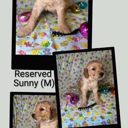 Sunny - Apricot male Goldendoodle puppy in Water Valley, Mississippi from Olympian Doodles