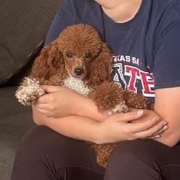 Poodle All Grown Up from RhineStone Poodles