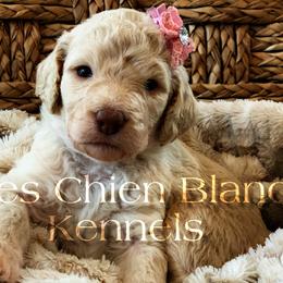 Poodles from MCB Puppies