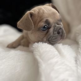 Boy 2 - Fawn French Bulldog puppy in Houston, Texas from South House Bulldogs