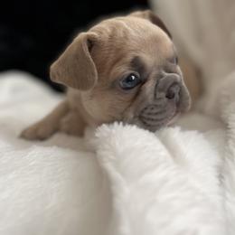 Boy 2 - Fawn French Bulldog puppy in Houston, Texas from South House Bulldogs