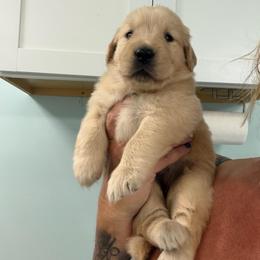 Margie - Golden female Golden Retriever puppy in Saint Pauls, North Carolina from Copperfield’s Goldens