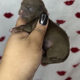 Akc martini - Chocolate and tan female Shih Tzu puppy in Roseville, Michigan from Diamond Paws LLC