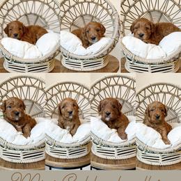 Goldendoodle Puppies from Happy Day Doodles