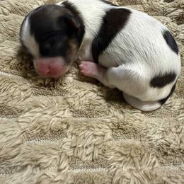 Batman - Parti male Yorkshire Terrier puppy in Houston, Texas from Little things