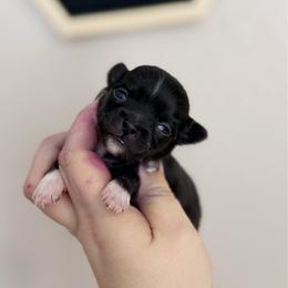 Fiona - Black female Chihuahua puppy in Harrison, Michigan from Cloud9 Chihuahuas