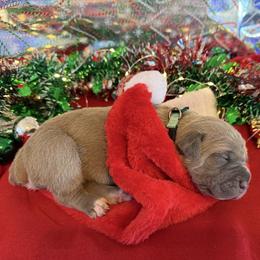 Mint - Fawn female Cane Corso puppy in Briggs, Texas from Capital City Corso’s