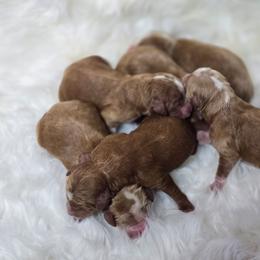 Red Tuxedo - Red  male Goldendoodle puppy in Austin, Texas from Austin Doodles & Poodles