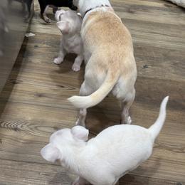 Chihuahua Puppies from McQueen’s Chi”s