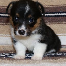 Pembroke Welsh Corgi Puppies from Wild West Corgis of Texas