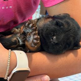 Iris (purple ribbon) - Black and red female German Shepherd puppy in Purcellville, Virginia from Starry Night German Shepherd Dogs