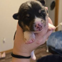 Boy 4 - Black and tan male Pembroke Welsh Corgi puppy in Necedah, Wisconsin from The 6Ks Paws and Hobbies
