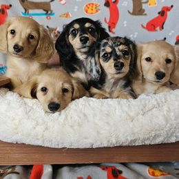 Dachshund puppies from Blue Mountain Dachshunds
