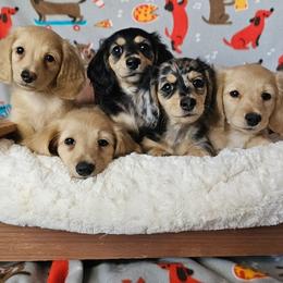 Dachshund puppies from Blue Mountain Dachshunds