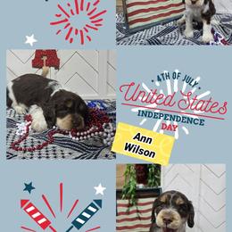 Ann WilsonGirl 2 - Liver and white female English Springer Spaniel puppy in Saginaw, Michigan from Kemerer Springers