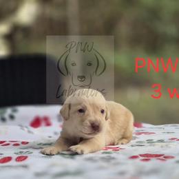 Kevin - Yellow male Labrador Retriever puppy in Rogue River, Oregon from PNW Labradors