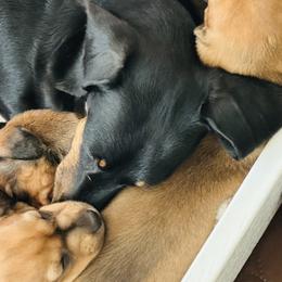 Dachshund puppies from DeLorenzo Dachshunds