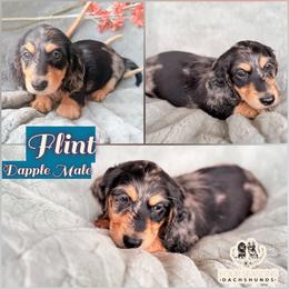 Flint - Dapple male Dachshund puppy in Meadville, Pennsylvania from Four Seasons Dachshunds