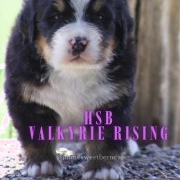 Valkyrie Rising - Black tan and white female Bernese Mountain Dog puppy in Winigan, Missouri from Home Sweet Bernese