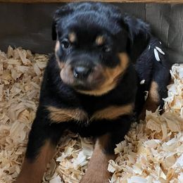 Rottweilers from A & F Rottweilers