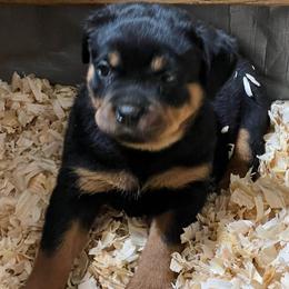 Rottweilers from A & F Rottweilers