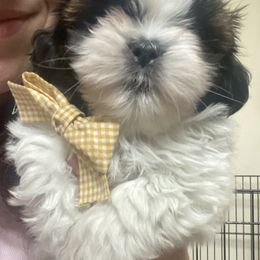 Shih Tzu Puppies from Tiny Bubbles Shih Tzus