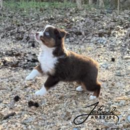 Ruth - Red tri female Toy Australian Shepherd puppy in Lumberton, Mississippi from Talowah Aussies