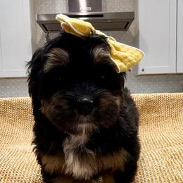 Caramel The Ultra Mini Bernedoodle Tri-Color - Tri-color female Bernedoodle puppy in Herriman, Utah from Rose Canyon Doodles