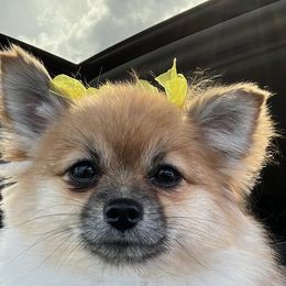 Fiona - Pomeranian