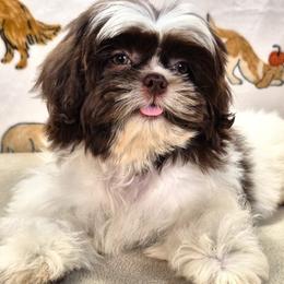 ROSALEE - Liver and white female Shih Tzu puppy in Candler, North Carolina from Pup-Tzu WNC