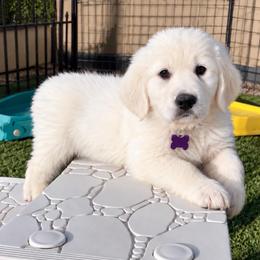 Dutches - Light golden female Golden Retriever puppy in Fresno, California from Warwick’s Central California Goldens