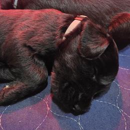 Ebony- Gray Collar - Black female Giant Schnauzer puppy in Bessemer, Alabama from The Copper Cottage Canines