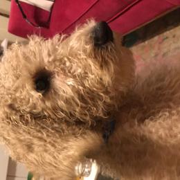 Goldendoodle Puppies from Zeusthemoosedoodles