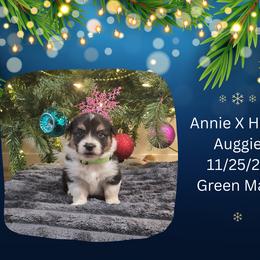 Green Male - Black and white male American Corgi puppy in Campbellsburg, Indiana from Kates Corgis