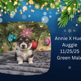 Green Male - Black and white male American Corgi puppy in Campbellsburg, Indiana from Kates Corgis