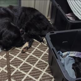 Female 2 - Black female Newfoundland puppy in Burfordville, Missouri from Umfleet Farms