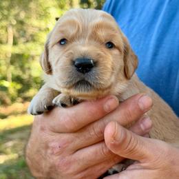 Caramel - Golden female Golden Retriever puppy in Doniphan, Missouri from Stockford’s Golden Retrievers