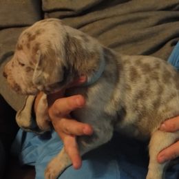Cardigan Welsh Corgi and Great Dane Puppies from Red Oak Farm and Kennel